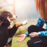 Transform Your Dog’s Behavior with Premier Dog Training in Miami